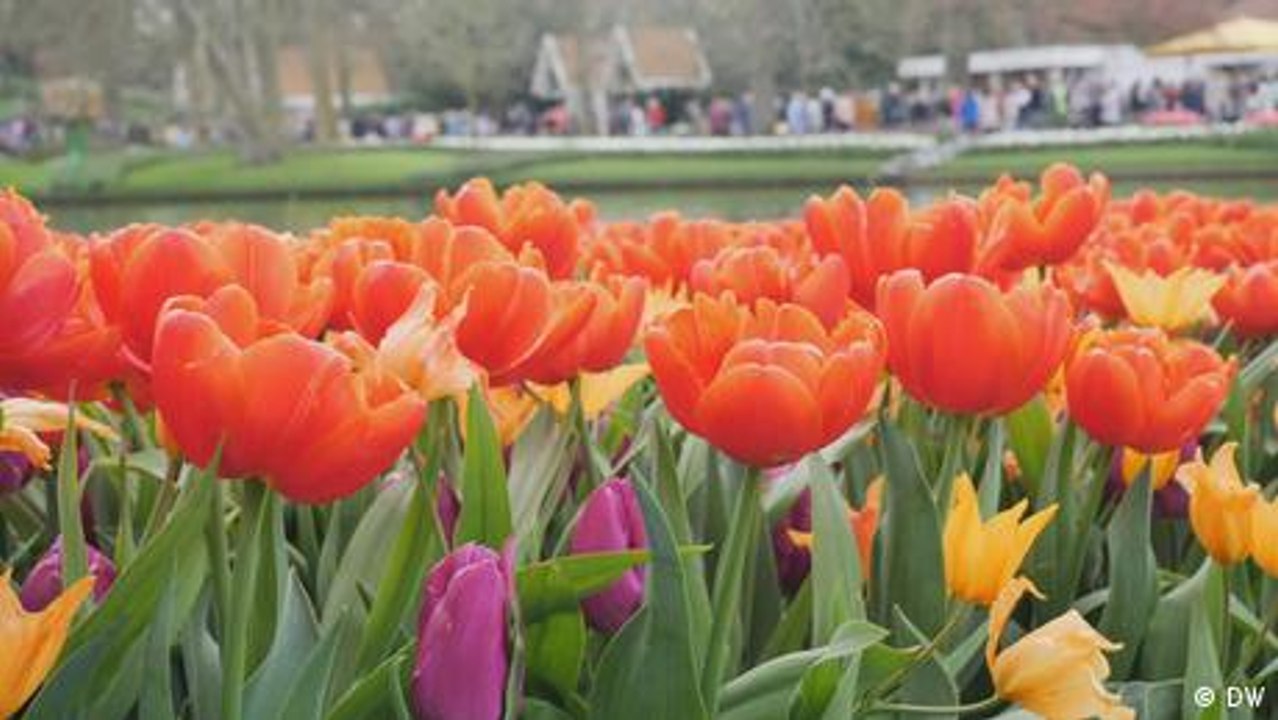 Tulpenblüte in den Niederlanden
