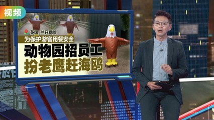 英国海边动物园聘请“老鹰”驱赶海鸥 🦅