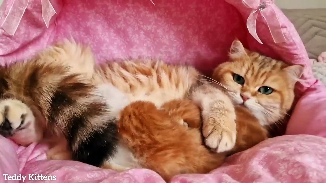 8th day after birth  Fluffy babies start to open their eyes ASMR
