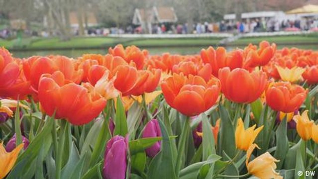 Campos de tulipanes en los Países Bajos