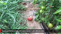 Gazipaşa'da dere taştı, domates serası sular altında kaldı