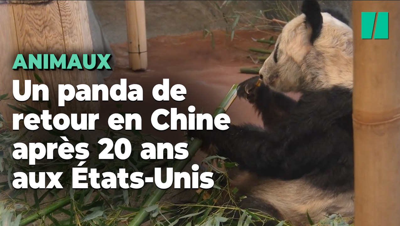 Ya Ya, le panda prêté aux États-Unis, de retour en Chine