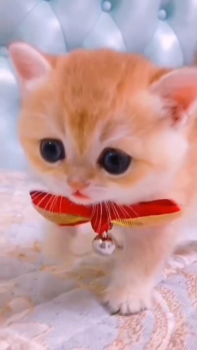 Amazing Viral Cat Video