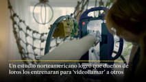 Investigadores norteamericanos demuestran que las videollamadas son beneficiosas para los loros