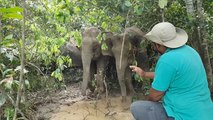 Searching for the elusive Borneo pygmy elephant