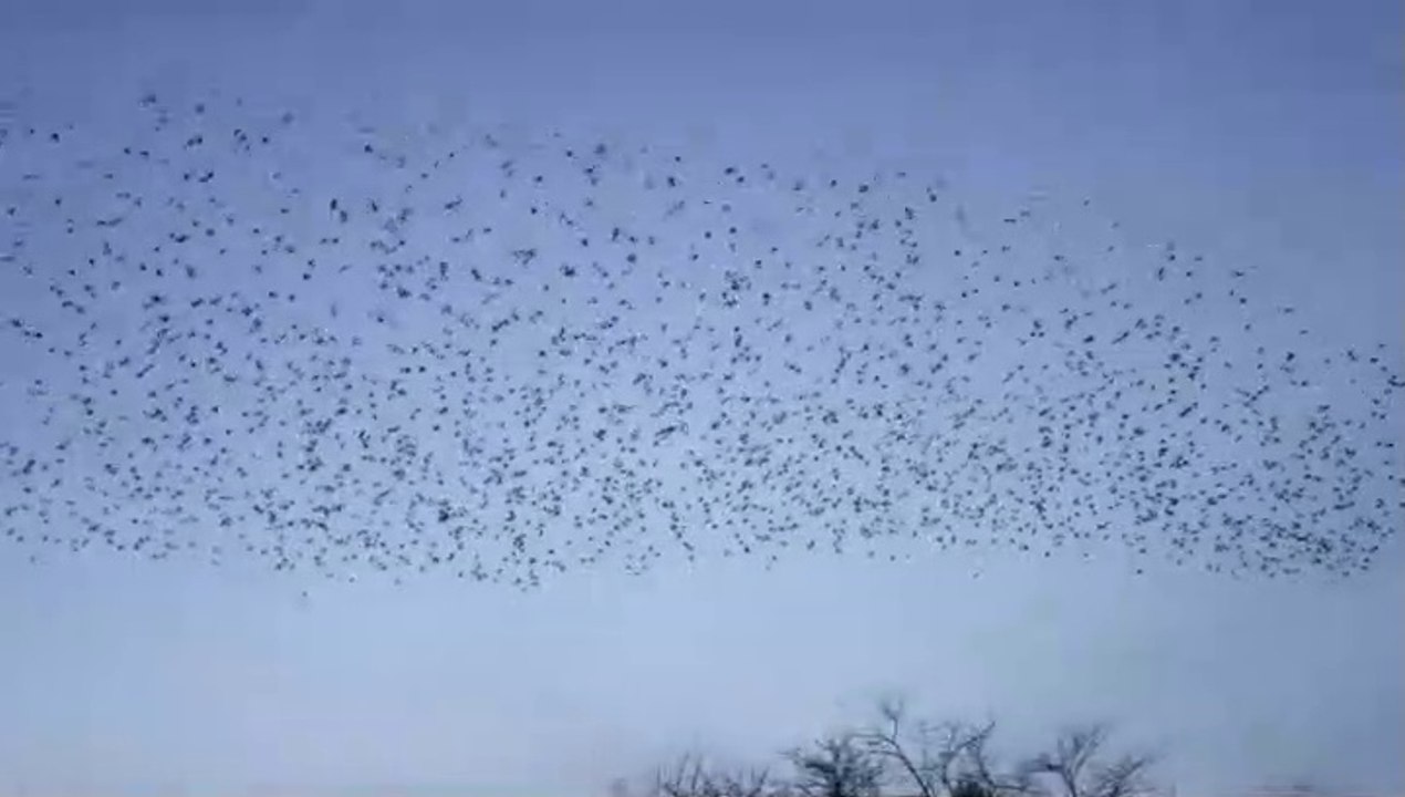 Le Bal aérien des étourneaux, sansonnets  film by Jean-Claude Guerguy Ciné Art Loisir