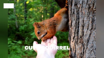 HUMAN GIVING FOOD CUTE SQUIRREL VIDEO: 700 | KHARUTAI खारुताई #squirrel #kharutai #खारुताई