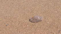 Las medusas toman las playas de Denia