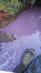 VÍDEO: Água fica roxa em rio que é fonte de captação em Chapecó