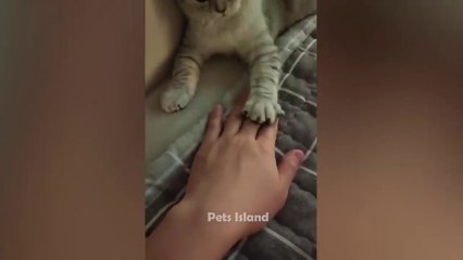 Most Trending  Animal Videos - Funniest Cats and Dogs 2023  _ Pets Island