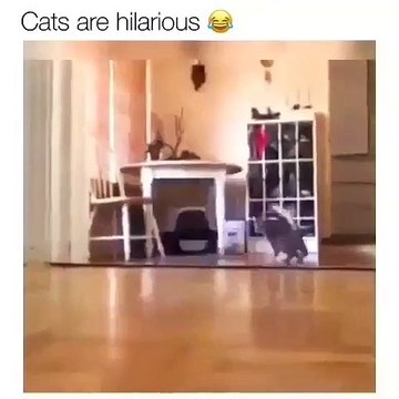 Funny cats and dogs compliation | best funny dogs and cats videos - funniest animals videos 2023