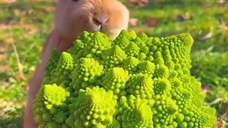 Rabbit eat food