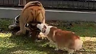 Cute Corgi plays with tiger friend_(720P_HD)