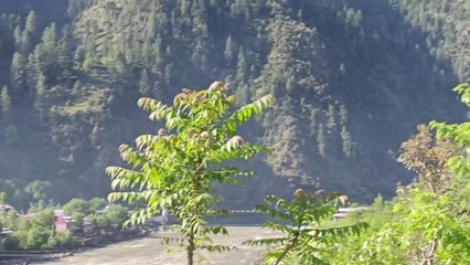 Kashmir