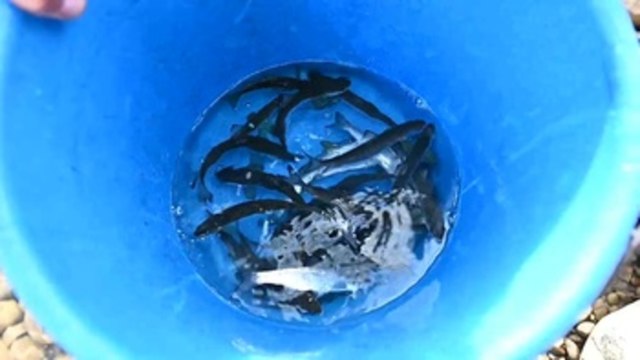 Crías de salmón, truchas y anguilas están siendo rescatadas de los rios en Cantabria.
