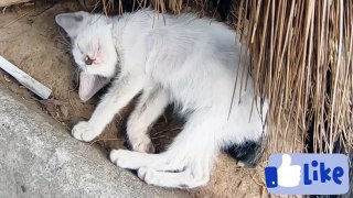 Funny cats compilation | funny cats videos 2023 | funny cats and dogs talking | Funny Top Animals