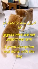 A great deception was done with the dog