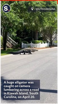 Huge Alligator Lumbers Across South Carolina Road