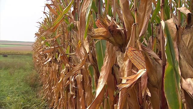 Bruselas alcanza un acuerdo con los Estados que restringieron las importaciones ucranianas