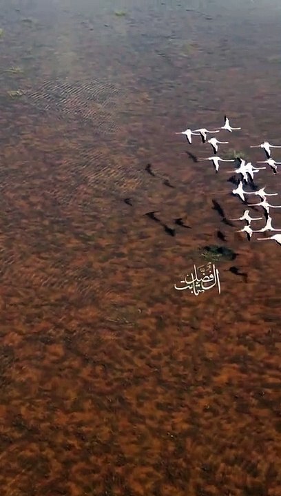 مناظر خيالية.. "الفلامنجو" و"أبو منجل" تتبختر في قلب نجد