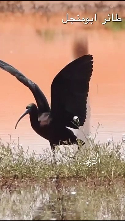 مناظر خيالية.. "الفلامنجو" و"أبو منجل" تتبختر في قلب نجد