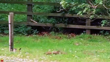 15 Completely CRAZY Moments of Animals Being Out of Control   Pet Spot