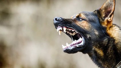 15 CRAZY Moments Prey Became Predators   Pet Spot