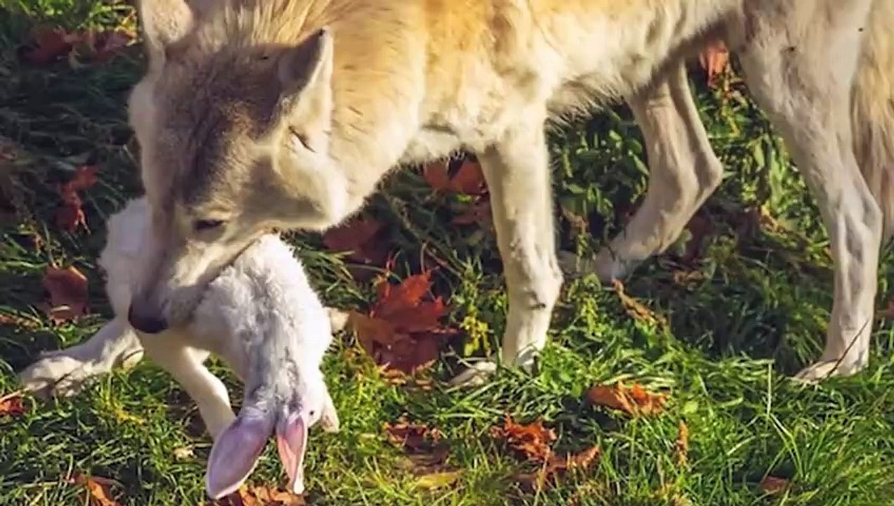 15 BRUTAL Predator Animals Against Their Prey #2   Pet Spot