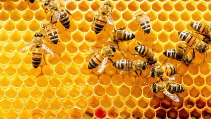 15 DEADLIEST Predators in the World   Pet Spot