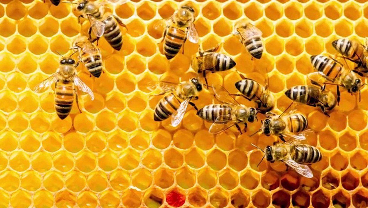 15 DEADLIEST Predators in the World   Pet Spot