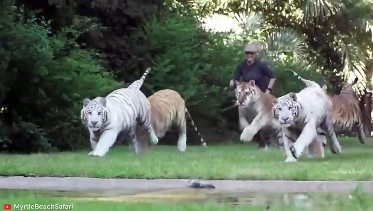 15 DEADLIEST Tiger Attacks Caught on Camera   Pet Spot