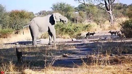 15 Even Match Ups Between Powerful Animals Caught on Camera   Pet Spot