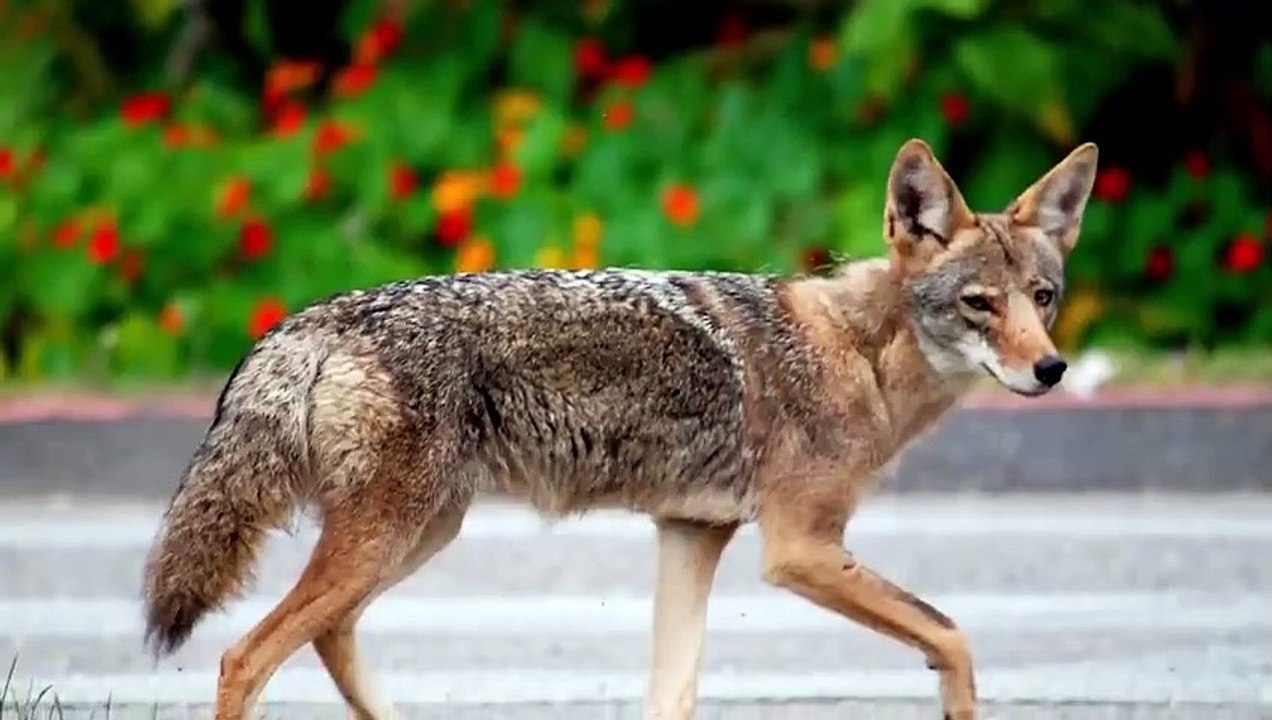 15 HORRIFIC Ways Animals Kill Their Prey #2   Pet Spot