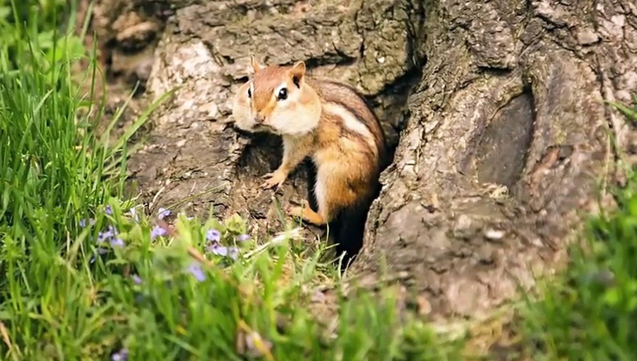 15 HORRIFYING Moments of Wild Animals Messing with the Wrong Animals   Pet Spot