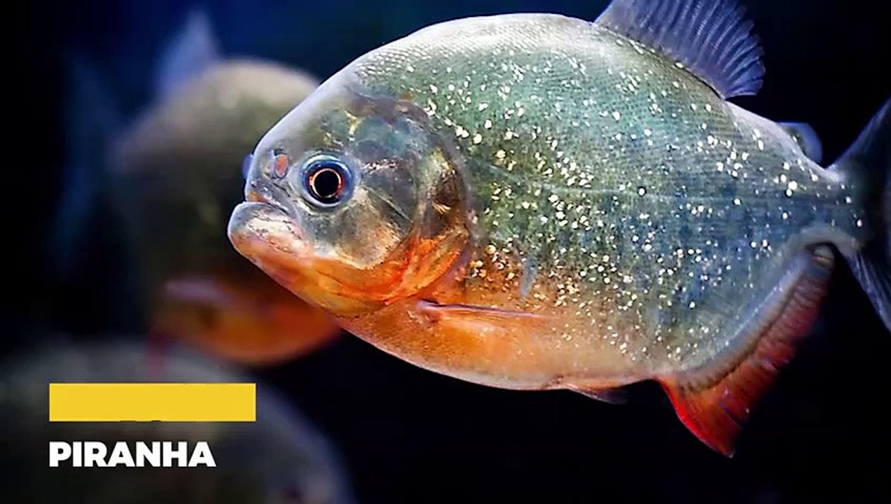 15 INCREDIBLE Hunting Moments of South American Animals Against Their Prey   Pet Spot