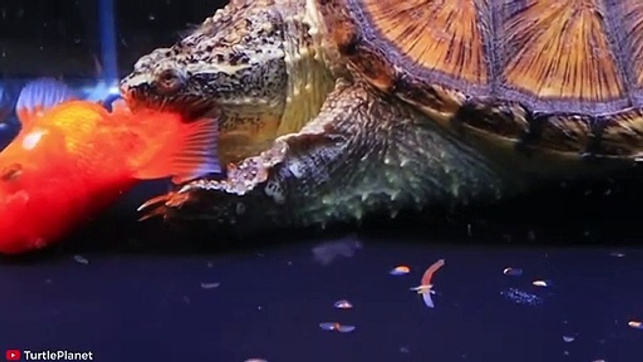 15 INSANE Moments of Turtles Attacking Other Animals   Pet Spot