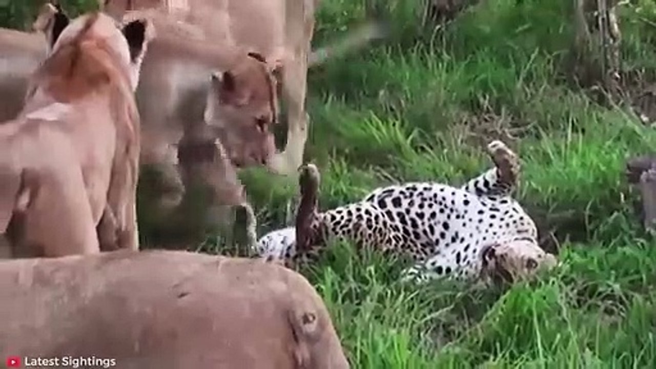15 MOST BRUTAL Fighting Moments Between Savage Predators   Pet Spot