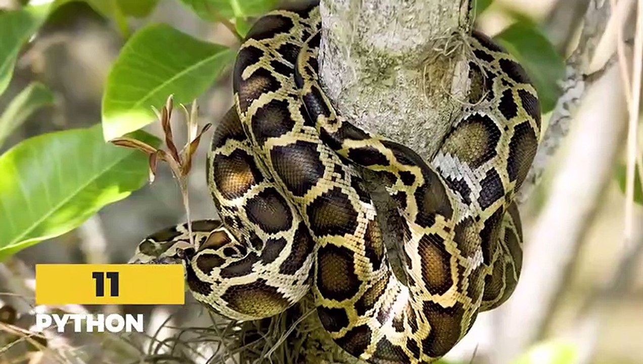 15 Most HORRIFIC Predator Animals in the Wild   Pet Spot