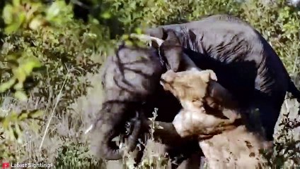 15 Most MERCILESS Battles Between Wild Animals   Pet Spot