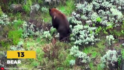 15 MOST RUTHLESS Fighting Moments Between Vicious Predators   Pet Spot