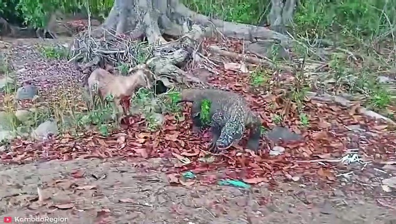 15 SAVAGE Moments of Reptiles Being Badass   Pet Spot