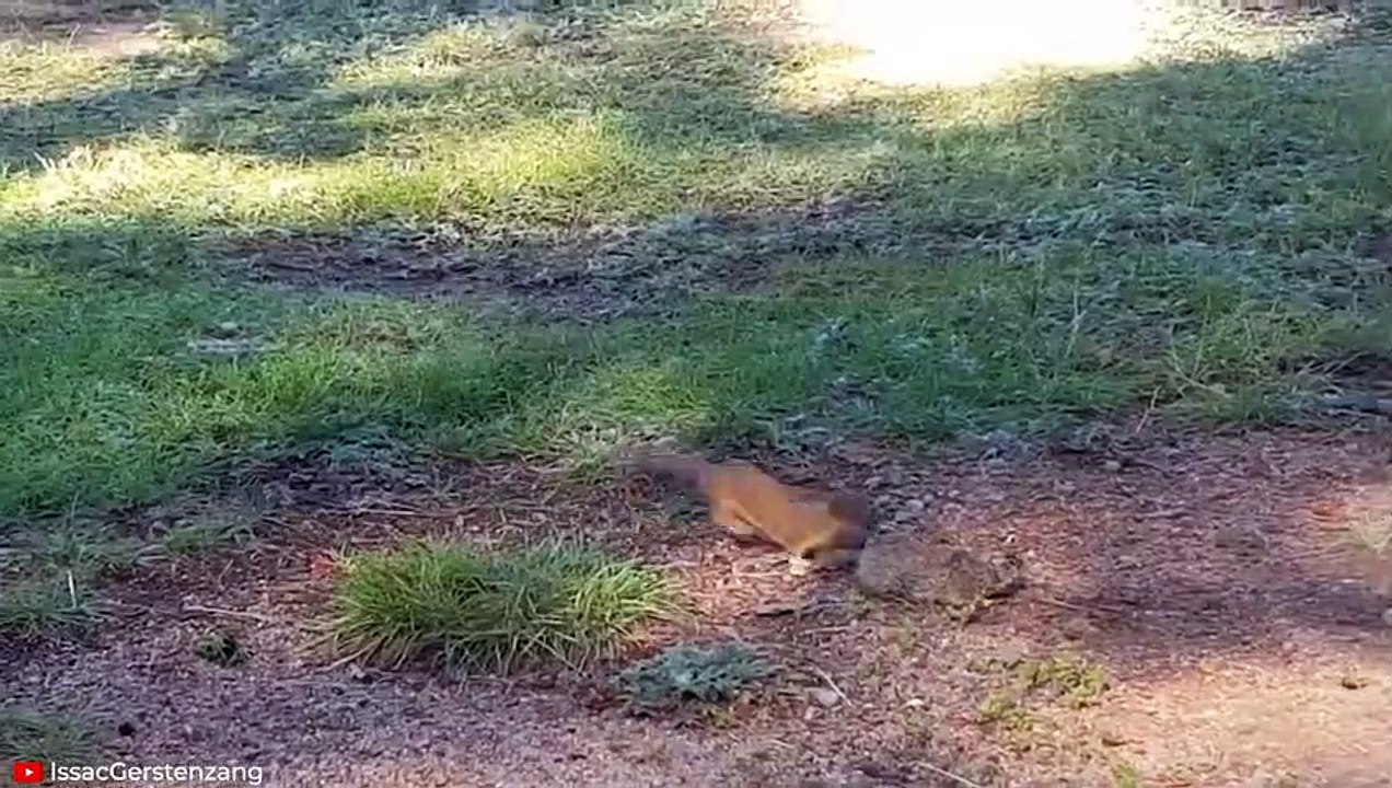 15 MOST SAVAGE Moments Predators Fought for Territory   Pet Spot