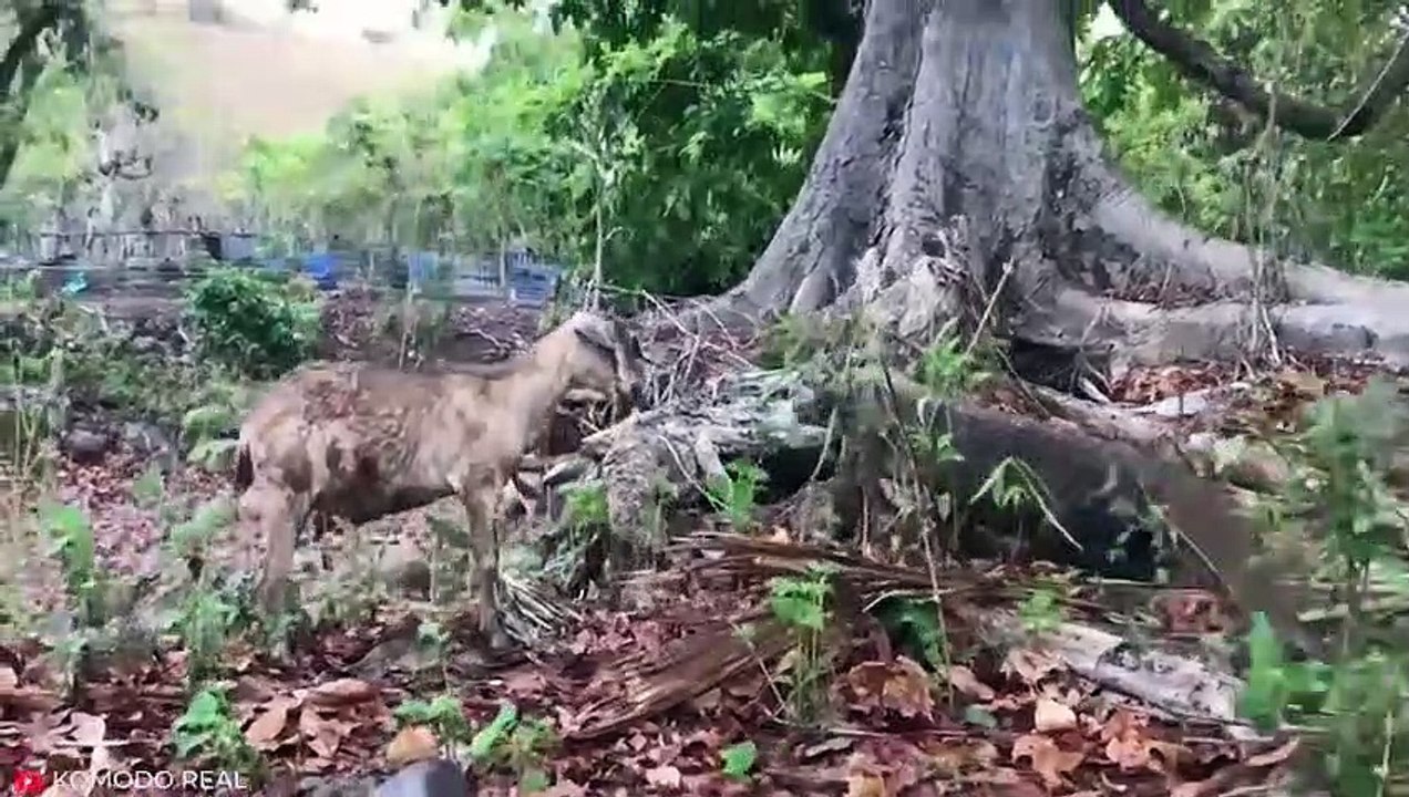 Absolutely BRUTAL Moments of Komodo Dragons Eating Everything in Sight   Pet Spot