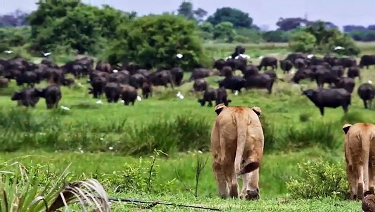 Absolutely BRUTAL Moments of Lions Killing Their Prey   Pet Spot