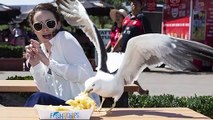 BRUTAL Moments of Birds Eating Other Birds #2   Pet Spot