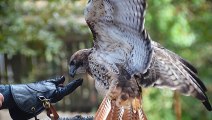BRUTAL Moments of Birds Against Their Prey #2   Pet Spot