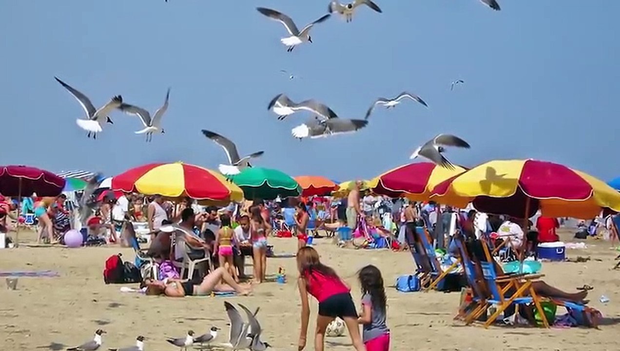 BRUTAL and SHOCKING Ways This Bird Swallows its Prey   Pet Spot