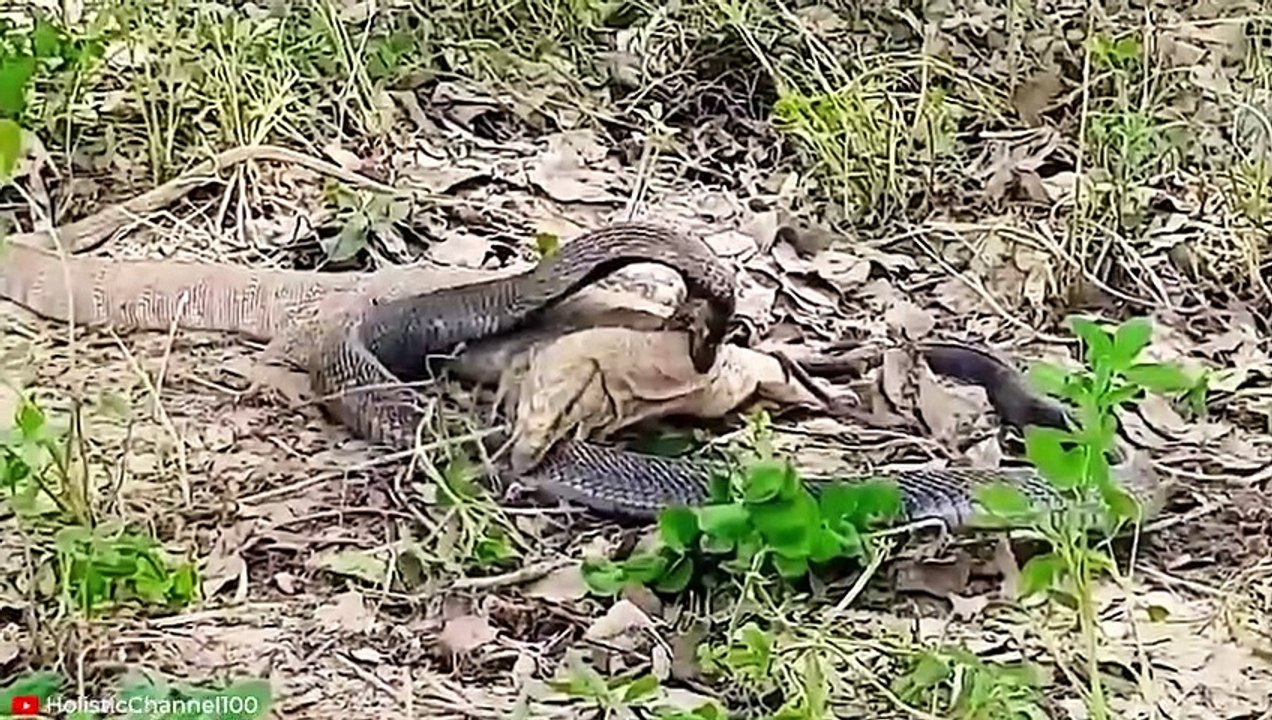 BRUTAL Moments of Komodo Dragons And Other Monitor Lizards Devouring Their Prey Pet Spot video