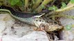 CRAZY Moments of Snakes Devouring Their Prey   Pet Spot