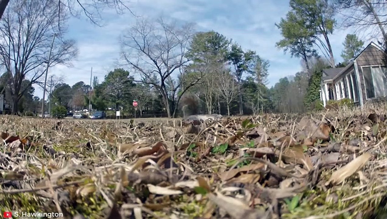 BRUTAL Moments When Hawks Killed Their Prey   Pet Spot